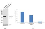 Cathepsin G Antibody