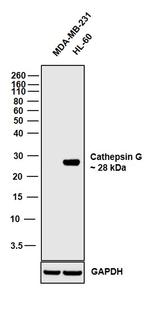 Cathepsin G Antibody in Western Blot (WB)