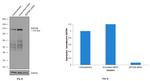 ZNF598 Antibody in Western Blot (WB)