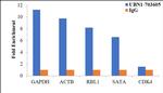 Ubinuclein 1 Antibody in ChIP Assay (ChIP)