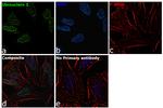 Ubinuclein 1 Antibody in Immunocytochemistry (ICC/IF)