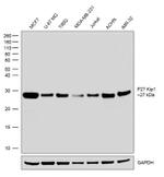 p27 Kip1 Antibody in Western Blot (WB)