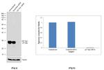 p27 Kip1 Antibody in Western Blot (WB)