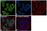 p27 Kip1 Antibody in Immunocytochemistry (ICC/IF)