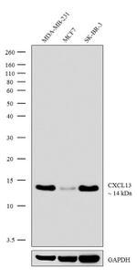 CXCL13 Antibody in Western Blot (WB)