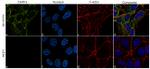 DAPK1 Antibody in Immunocytochemistry (ICC/IF)