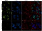 SIRT1 Antibody in Immunocytochemistry (ICC/IF)