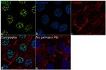 SIRT1 Antibody in Immunocytochemistry (ICC/IF)