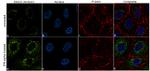 ISG15 Antibody in Immunocytochemistry (ICC/IF)