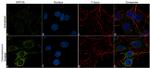 WNT3A Antibody in Immunocytochemistry (ICC/IF)