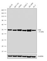 CSK Antibody in Western Blot (WB)