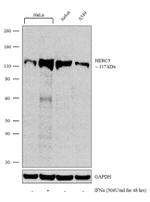 HERC5 Antibody in Western Blot (WB)