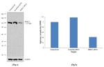 HERC5 Antibody in Western Blot (WB)