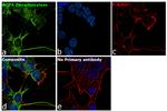 DOPA decarboxylase Antibody in Immunocytochemistry (ICC/IF)