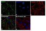 BASP1 Antibody in Immunocytochemistry (ICC/IF)