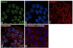 VGLL4 Antibody in Immunocytochemistry (ICC/IF)