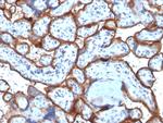 CD71/Transferrin Receptor (TFRC) (Extracellular Domain) Antibody in Immunohistochemistry (Paraffin) (IHC (P))