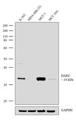 DARC Antibody