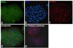 MLKL Antibody in Immunocytochemistry (ICC/IF)