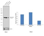 MLKL Antibody in Western Blot (WB)