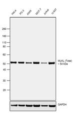 MLKL Antibody in Western Blot (WB)