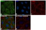 PRMT3 Antibody in Immunocytochemistry (ICC/IF)