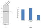 PRMT3 Antibody in Western Blot (WB)