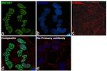 ZNF207 Antibody in Immunocytochemistry (ICC/IF)