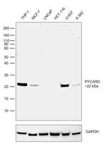 PYCARD Antibody in Western Blot (WB)
