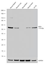 RIP3 Antibody