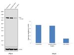 LSD1 Antibody in Western Blot (WB)