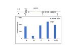 Histone H2A Antibody in ChIP Assay (ChIP)