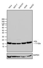 Histone H2A Antibody in Western Blot (WB)