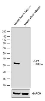 UCP1 Antibody