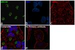 GM130 Antibody in Immunocytochemistry (ICC/IF)