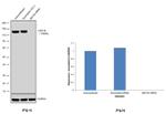 GM130 Antibody in Western Blot (WB)