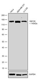 GM130 Antibody in Western Blot (WB)