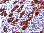 Thyroglobulin (Thyroidal Cell Marker) Antibody in Immunohistochemistry (Paraffin) (IHC (P))