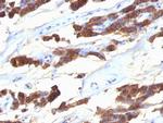 Thyroglobulin (Thyroidal Cell Marker) Antibody in Immunohistochemistry (Paraffin) (IHC (P))