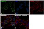 TMEM175 Antibody in Immunocytochemistry (ICC/IF)