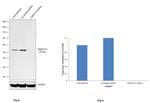 TMEM175 Antibody in Western Blot (WB)