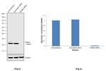 RAB29 Antibody in Western Blot (WB)