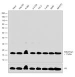 H3K27me1 Antibody in Western Blot (WB)