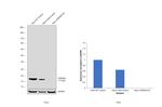 p16INK4a Antibody in Western Blot (WB)