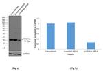 p16INK4a Antibody in Western Blot (WB)