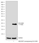 H3.3 K4M Antibody in Western Blot (WB)