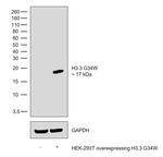 H3.3 G34W oncohistone mutant Antibody in Western Blot (WB)