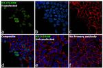 H3.3 G34W oncohistone mutant Antibody in Immunocytochemistry (ICC/IF)