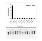 H3K4me3 Antibody in Peptide array (ARRAY)