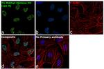 H3K4me3 Antibody in Immunocytochemistry (ICC/IF)